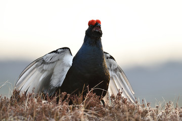 Black grouse shouting