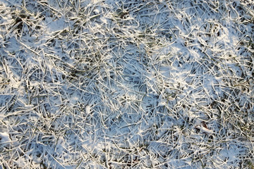 snow in the grass