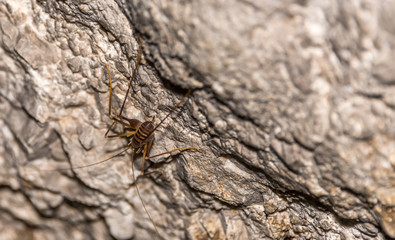Sleeping Bat Hanging in a Cave in Italy