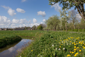 Ruinerwold Drente Netherlands. Village countrylife. Dr. Laryweg peartrees