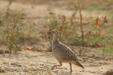 Grey Francolin walks for evening food 