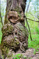 Burls on oak tree trunk in spring day