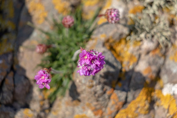 Scottish Primrose Flower