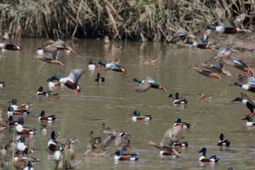 Fototapeta premium Flock Of Northern Shovlers 