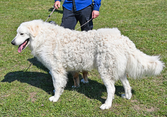 Naklejka premium Large kuvasz shepherd dog outdoor