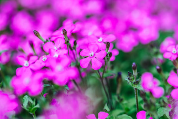 Plakat Spring lilac flowers