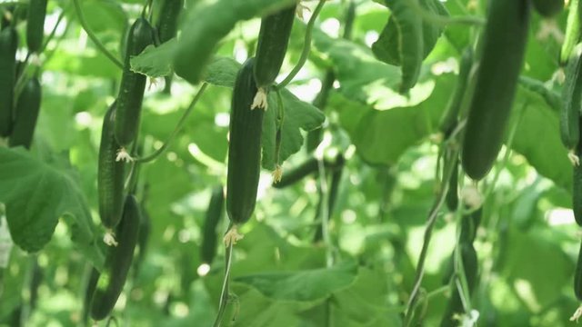 Sunny day in a greenhouse, grown cucumbers fruits, green seedling, growing vegetables in a greenhouse.