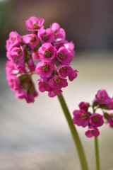 Blüten einer Bergenie (Bergenia)