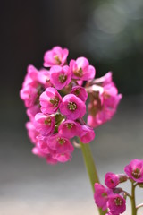 Blüten einer Bergenie (Bergenia)