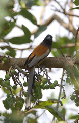 Rufous Treepie and Figs 