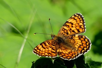 papillon
