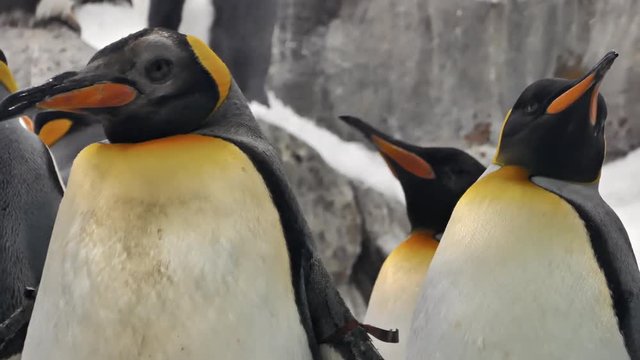 Two King Penguins close-up
