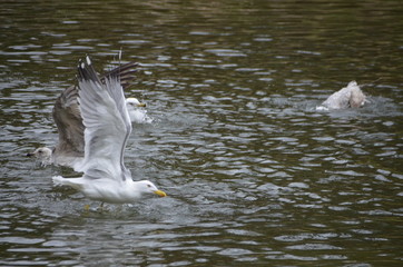 seagulls in flight