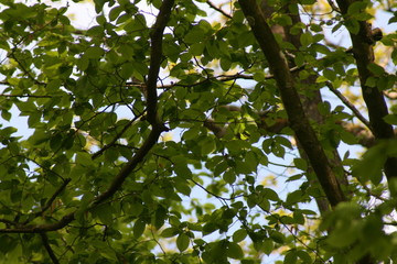 nature