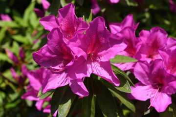 ツツジの花