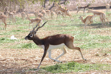 Black Buck Family 