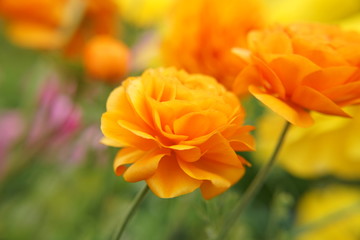 オレンジ色の花