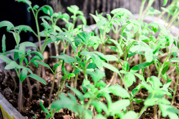 small green sprouts of tomato seedlings