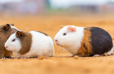 Three cute guinea pigs in the outdoor