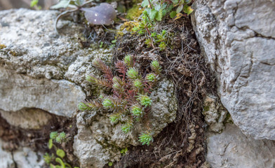 Small Plant Growing in Rocks in an Ancient Abandoned Village in Italy