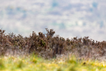 Fototapeta premium Scottish Wilderness