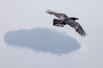 Flying Black Raven, Scotland