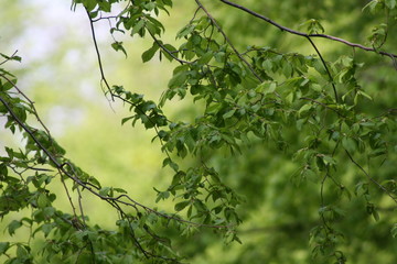 nature