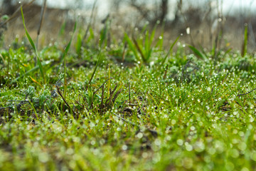 Green grass with dew drops on blurred background. Closeup. Macro of raindrop and bokeh background. Composition of nature.