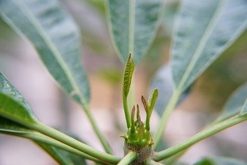 熱帯植物　新芽