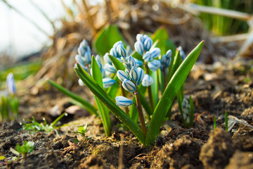 The first spring flowers. Blue flowers in the forest. Blue spring flowers in the forest more often. Spring day.