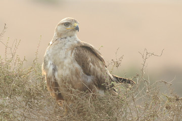 Posing Long Legged Buzzard 