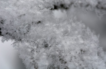 snowflakes in winter day