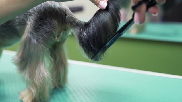 Close up hands of groomer cuts hair with scissors on tail of small dog. Professiona animal care