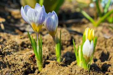 Obraz premium The first spring multicolor flowers. Multicolor flowers in the forest. Multicolor spring flowers in the forest more often.