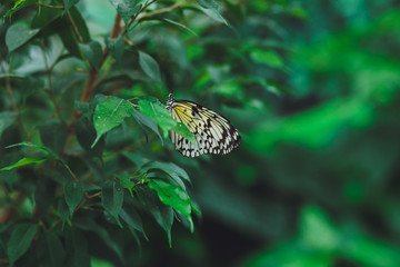 Beautiful butterfly sits on the green leaves of a tree branch. Close-up