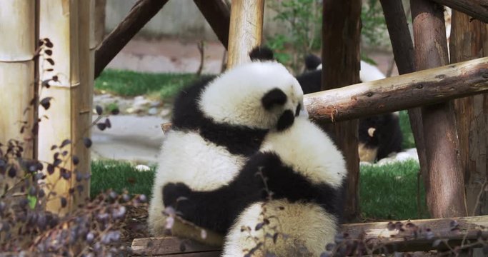 Two little panda cubs having fun with each other in warm sunshine. One panda clinging to wooden stake, another panda crawling up wooden support.