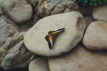 Beautiful butterfly sits on the green leaves of a tree branch. Close-up