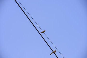 Two birds on the power line