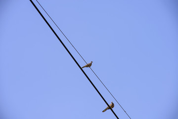 Obraz premium Two birds on the power line
