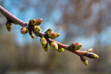 Buds on a tree at the spring time. Swollen buds on trees.