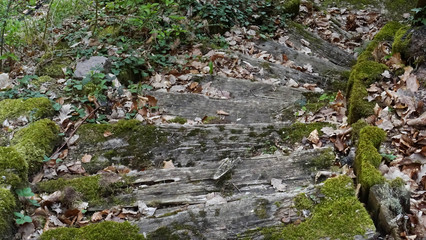 Holztreppe im Wald