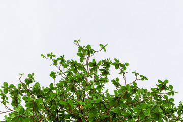 branch with green leaves on white background