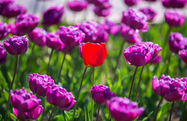 Group of tulips in a bright sunny day