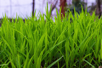 Raindrops on leaves. Wet Grass. Wet green grass with drops after rain. Natural background with limited depth of field