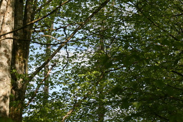 nature