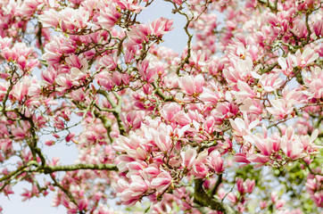 A branch of pink magnolia in bloom