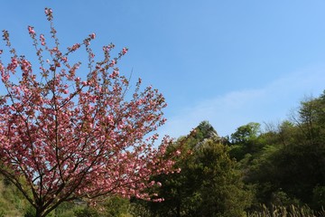 風景　さくら　空　緑　春　杤木