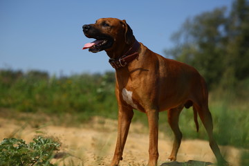 Dog rhodesian ridgeback walk outdoors on a field