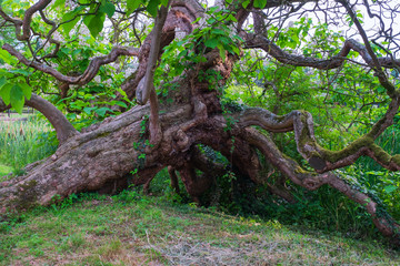 Alter knorriger Baum