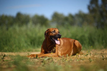 Dog rhodesian ridgeback walk outdoors on a field